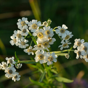 <b>Sumpf- Schafgarbe</b> Achillea ptarmica