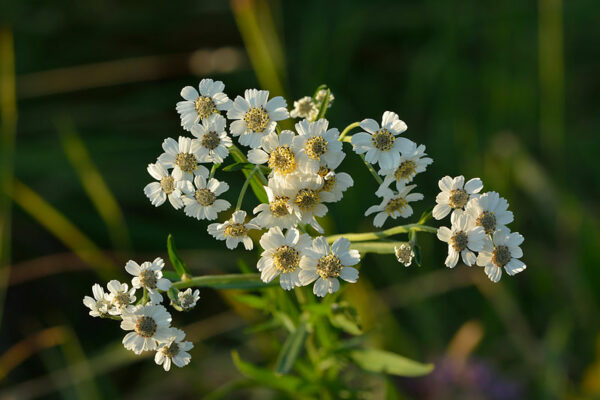 <b>Sumpf- Schafgarbe</b> Achillea ptarmica
