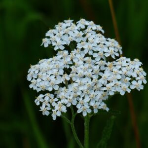 <b>Gewöhnliche Schafgarbe</b> Achillea millefolium