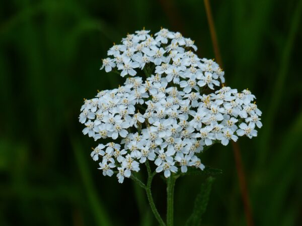 <b>Gewöhnliche Schafgarbe</b> Achillea millefolium