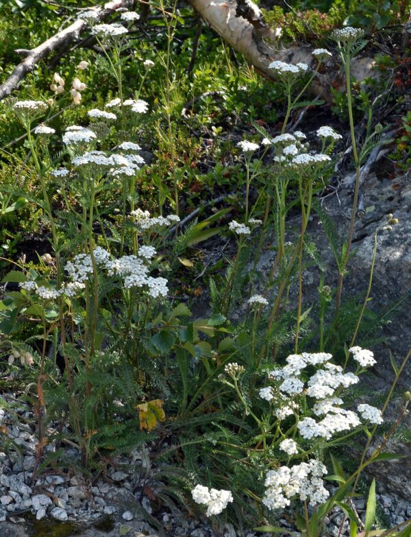 <b>Gewöhnliche Schafgarbe</b> Achillea millefolium – Bild 2