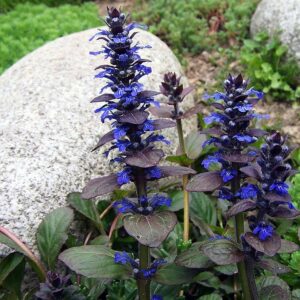 <b>Ajuga reptans</b> Kriech-Günsel