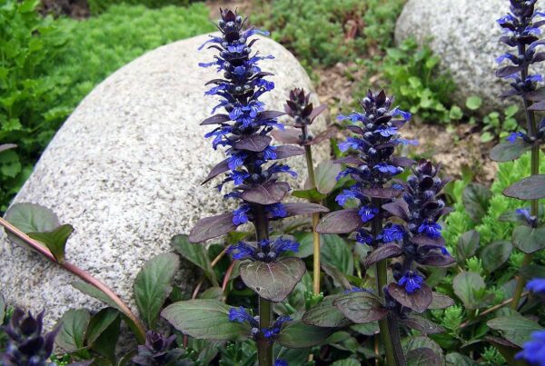 <b>Ajuga reptans</b> Kriech-Günsel