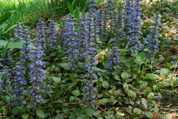 <b>Ajuga reptans</b> Kriech-Günsel – Bild 2