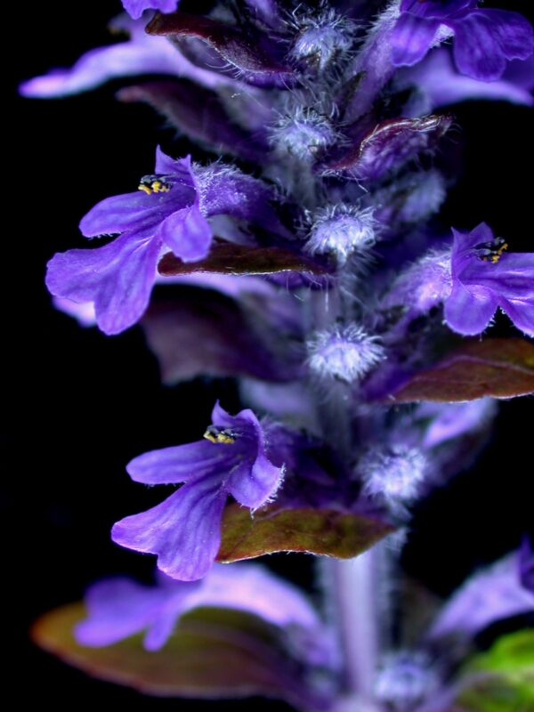 <b>Ajuga reptans</b> Kriech-Günsel – Bild 3