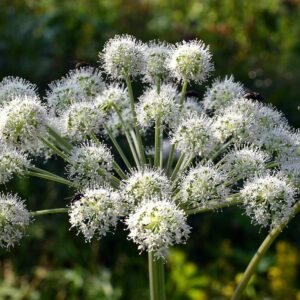 <b>Angelica sylvestris </b> Wilde Engelwurz