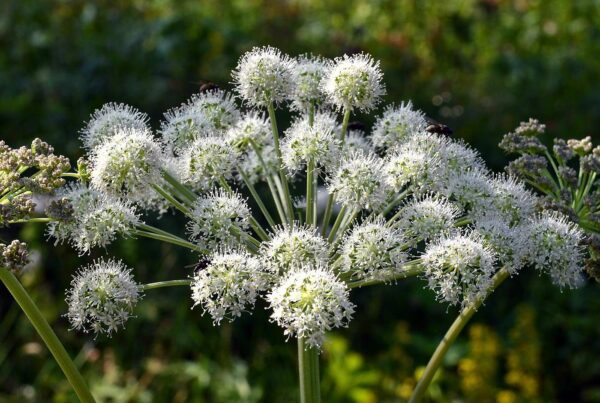 <b>Angelica sylvestris </b> Wilde Engelwurz