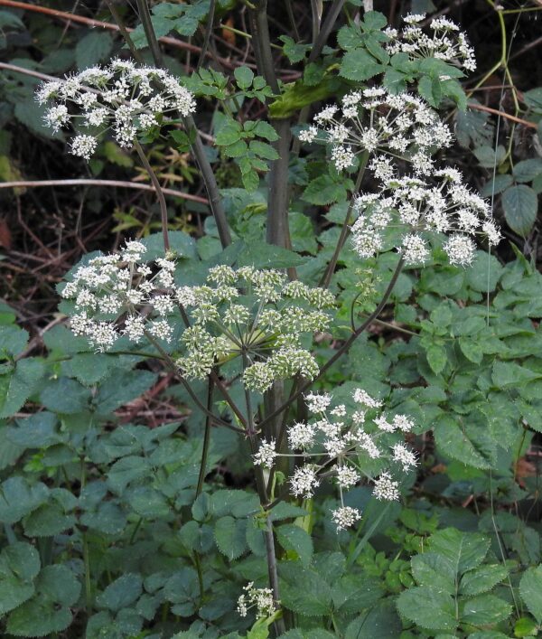 <b>Angelica sylvestris </b> Wilde Engelwurz – Bild 2