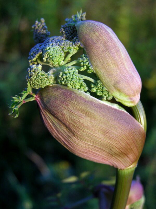 <b>Angelica sylvestris </b> Wilde Engelwurz – Bild 3