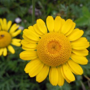 <b>Anthemis tinctoria </b> Färber-Hundskamille
