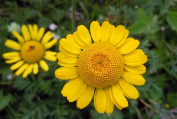<b>Anthemis tinctoria </b> Färber-Hundskamille
