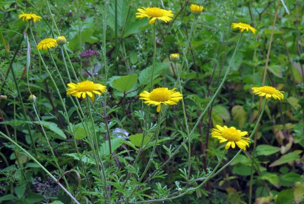 <b>Anthemis tinctoria </b> Färber-Hundskamille – Bild 2