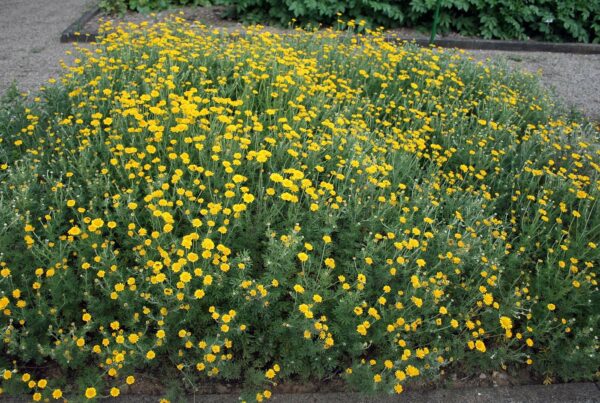 <b>Anthemis tinctoria </b> Färber-Hundskamille – Bild 3