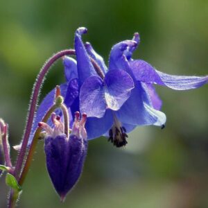 <b>Aquilegia vulgaris </b> Gewöhnliche Akelei
