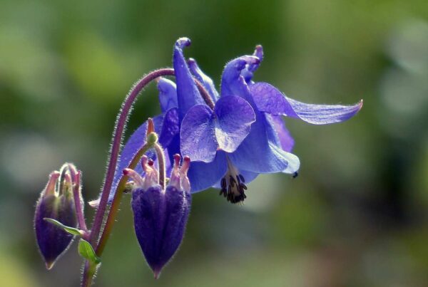<b>Aquilegia vulgaris </b> Gewöhnliche Akelei