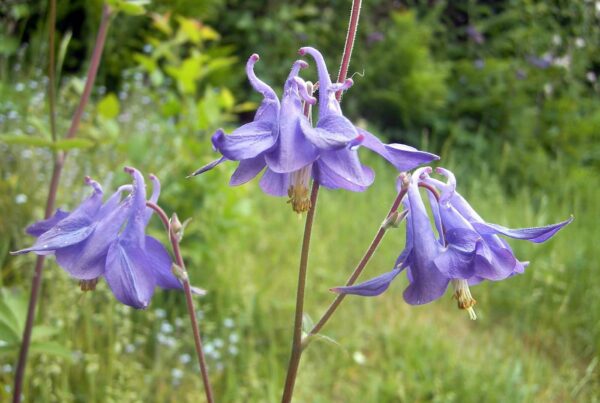 <b>Aquilegia vulgaris </b> Gewöhnliche Akelei – Bild 3