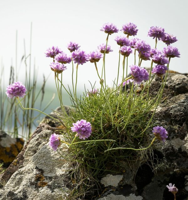 <b>Armeria maritima </b> Gewöhnliche Grasnelke – Bild 2