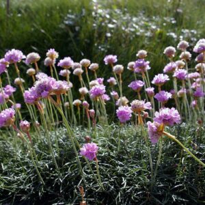 <b>Armeria maritima </b> Gewöhnliche Grasnelke