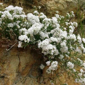<b>Asperula cynanchica </b> Hügel-Meier