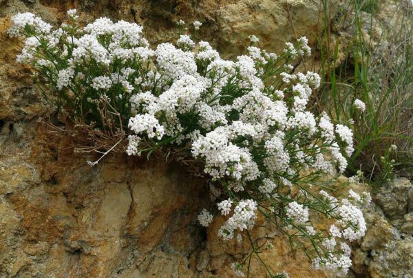 <b>Asperula cynanchica </b> Hügel-Meier