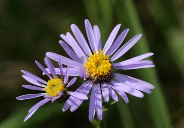 <b>Aster amellus </b> Berg-Aster
