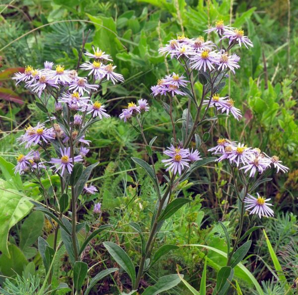 <b>Aster amellus </b> Berg-Aster – Bild 2