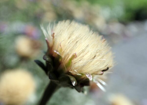 <b>Aster amellus </b> Berg-Aster – Bild 3