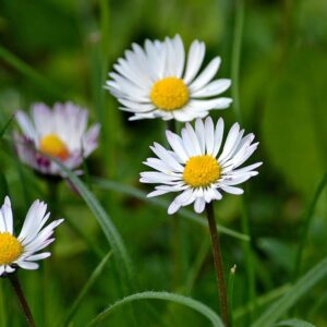 <b>Bellis perennis </b> Ausdauerndes Gänseblümchen
