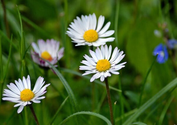 <b>Bellis perennis </b> Ausdauerndes Gänseblümchen