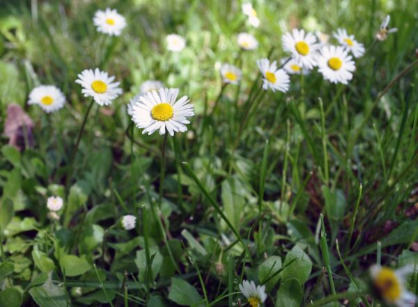 <b>Bellis perennis </b> Ausdauerndes Gänseblümchen – Bild 2