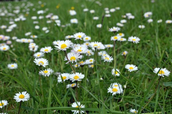 <b>Bellis perennis </b> Ausdauerndes Gänseblümchen – Bild 3
