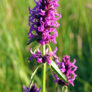 <b>Betonica officinalis </b> Heil-Ziest