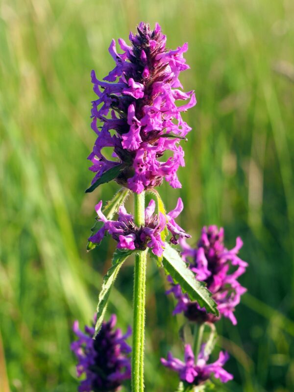 <b>Betonica officinalis </b> Heil-Ziest