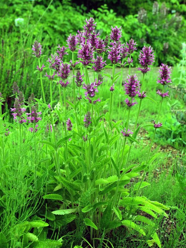 <b>Betonica officinalis </b> Heil-Ziest – Bild 2