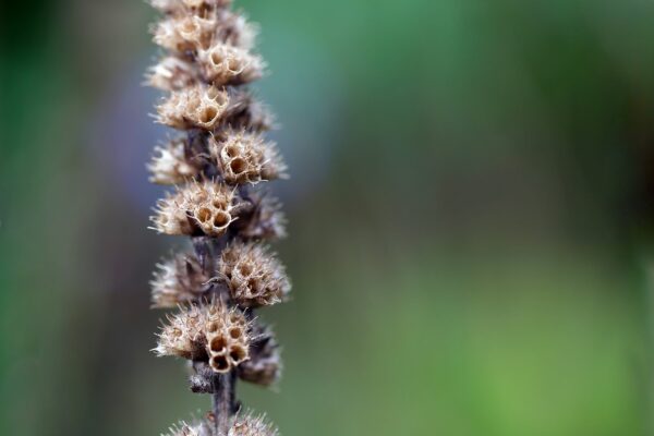 <b>Betonica officinalis </b> Heil-Ziest – Bild 3