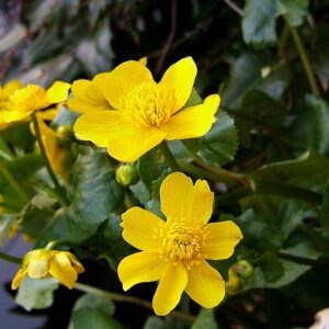 <b>Caltha palustris </b> Sumpf-Dotterblume