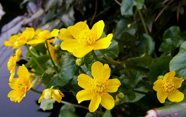 <b>Caltha palustris </b> Sumpf-Dotterblume