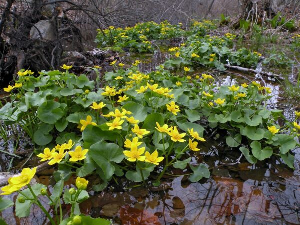 <b>Caltha palustris </b> Sumpf-Dotterblume – Bild 2