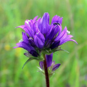 <b>Campanula glomerata </b> Knäuel-Glockenblume