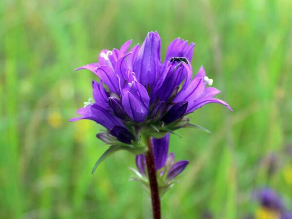 <b>Campanula glomerata </b> Knäuel-Glockenblume