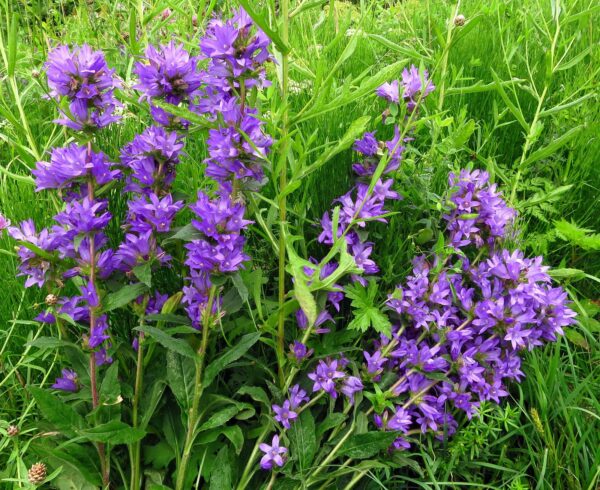<b>Campanula glomerata </b> Knäuel-Glockenblume – Bild 2