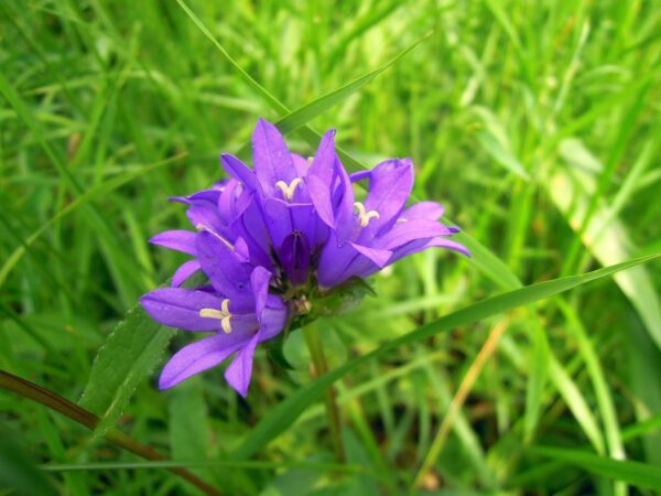 <b>Campanula glomerata </b> Knäuel-Glockenblume – Bild 3