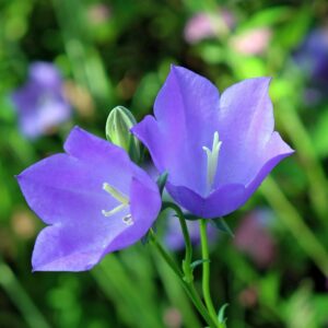 <b>Campanula persicifolia </b> Pfirsichblättrige Glockenblume