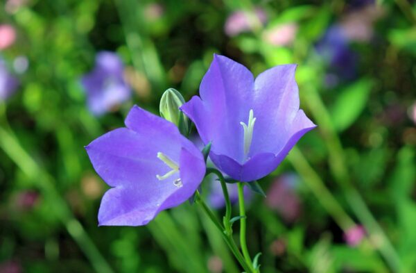<b>Campanula persicifolia </b> Pfirsichblättrige Glockenblume