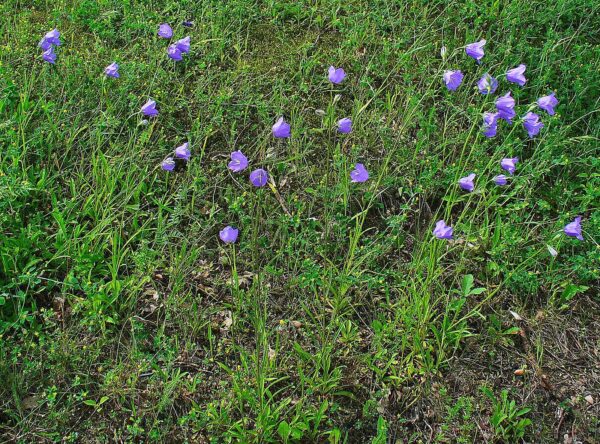<b>Campanula persicifolia </b> Pfirsichblättrige Glockenblume – Bild 2