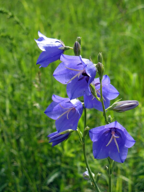 <b>Campanula persicifolia </b> Pfirsichblättrige Glockenblume – Bild 3