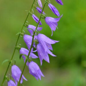 <b>Campanula rapunculoides </b> Acker-Glockenblume