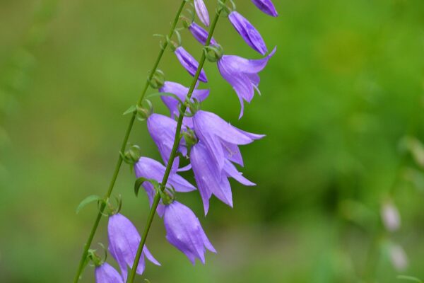 <b>Campanula rapunculoides </b> Acker-Glockenblume
