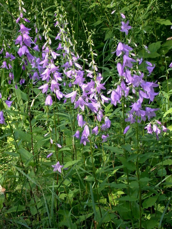 <b>Campanula rapunculoides </b> Acker-Glockenblume – Bild 2