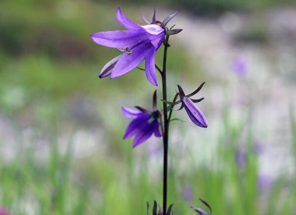 <b>Campanula rapunculoides </b> Acker-Glockenblume – Bild 3